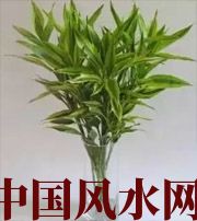 绍兴十二生肖养什么植物最旺财运？你知道吗！